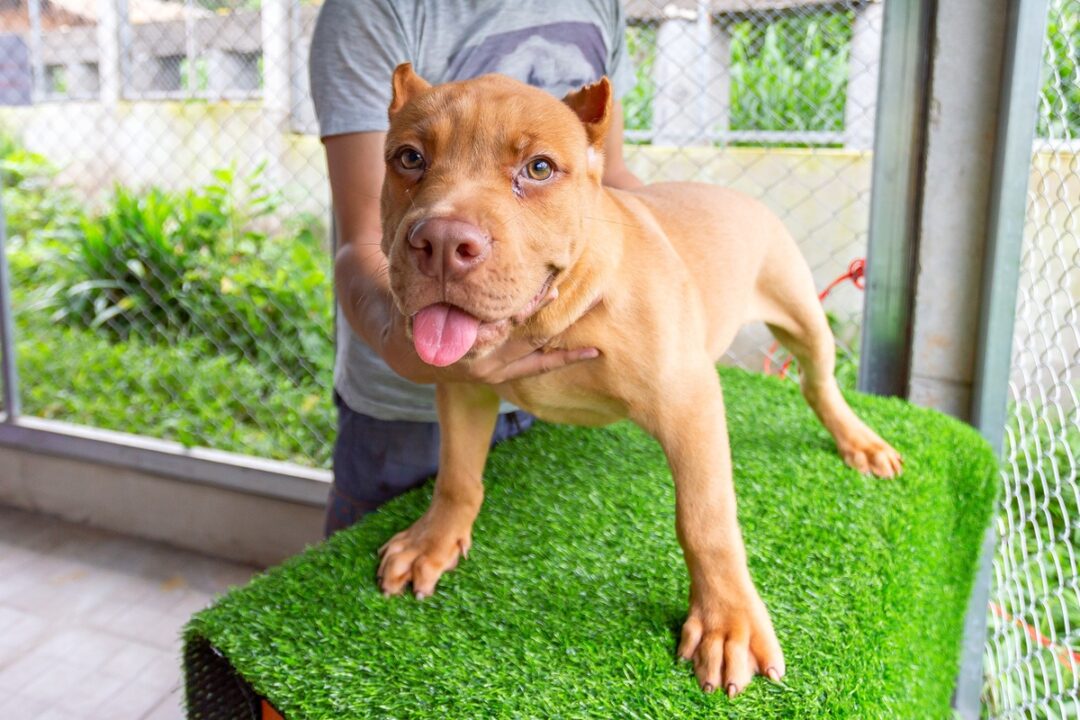 How Much Does a Pitbull Cost? (2024 Price Guide)