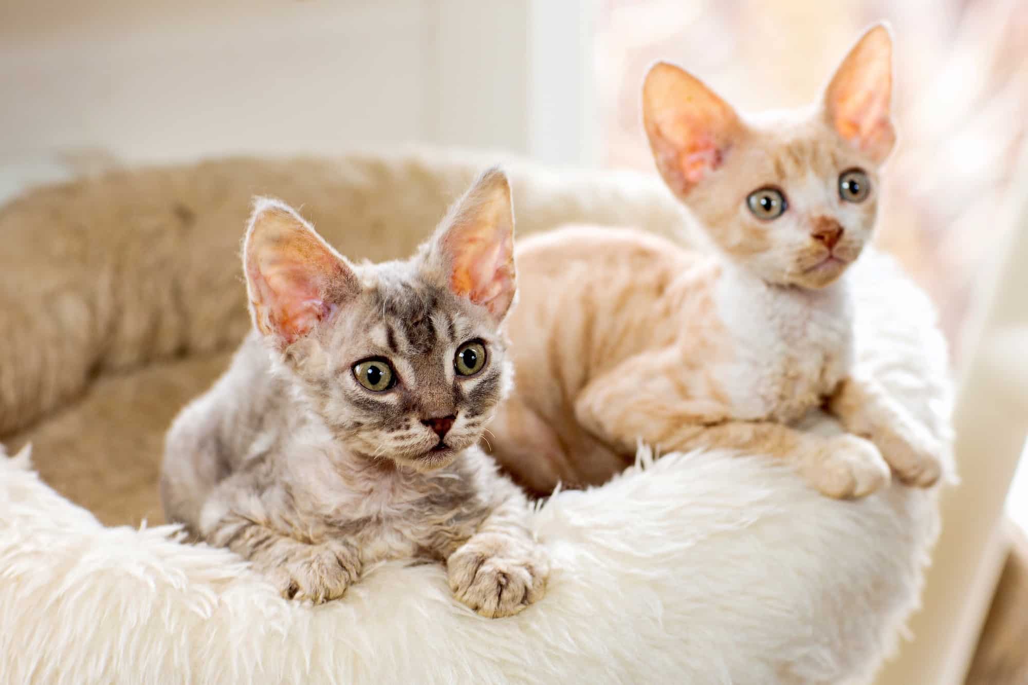 4 Cute Cat Breeds With Curly Hair (With Pictures & FAQs)