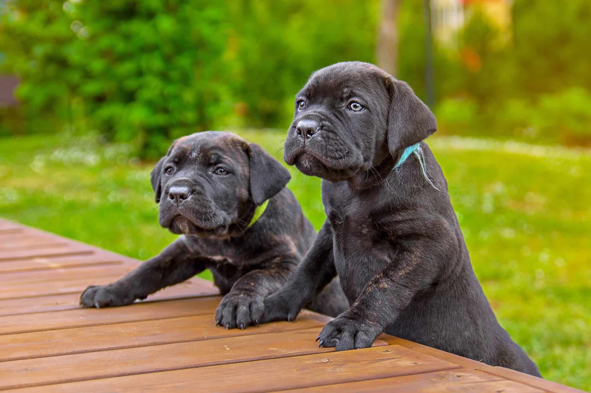 10 Best Cane Corso Breeders (2022) Our Top 10 Picks!