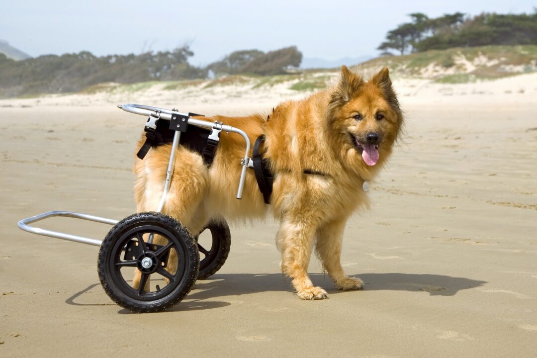 Hip Dysplasia in Dogs Symptoms, Causes, Treatments & Preventions