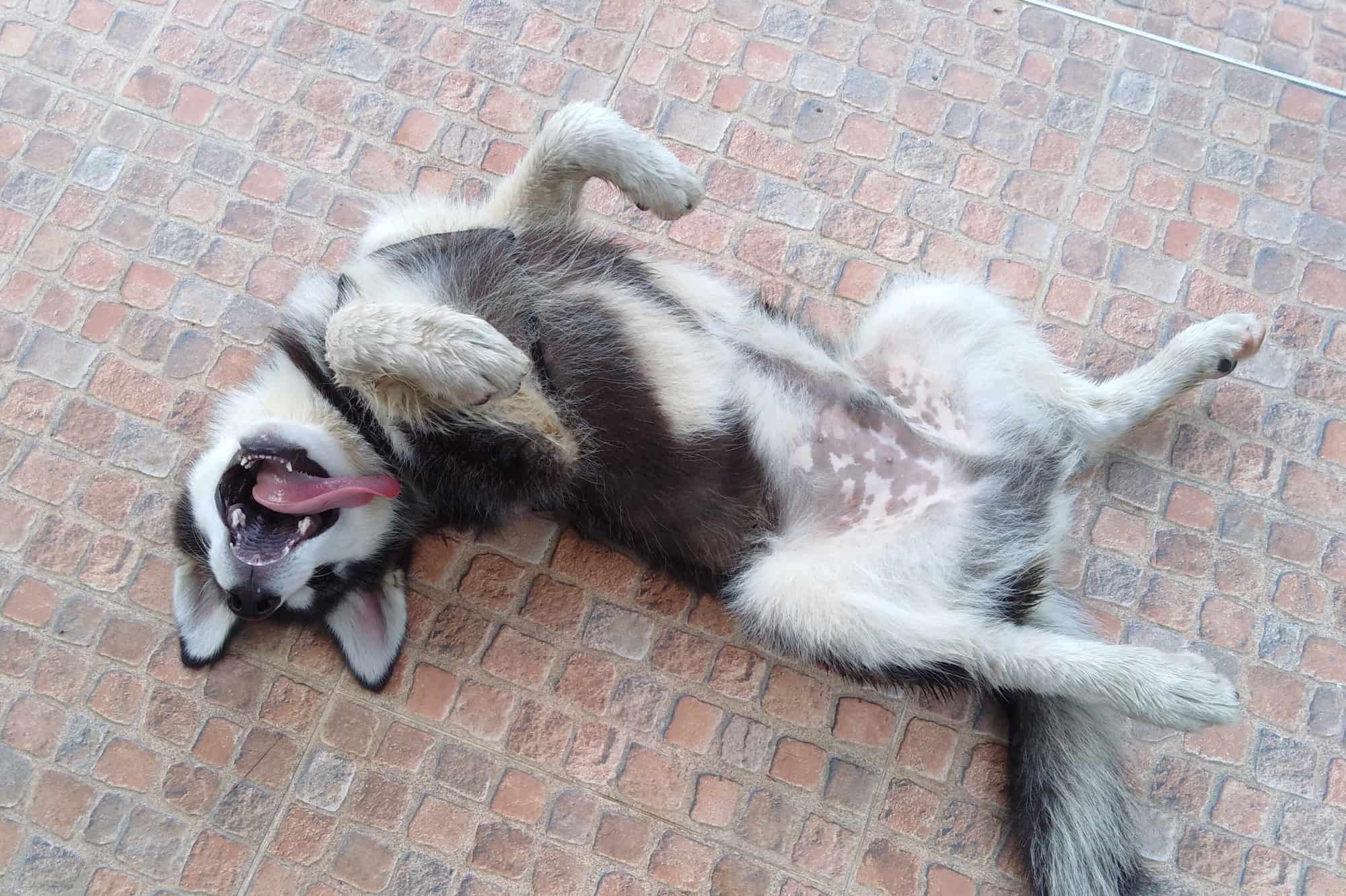 Seizures in Dogs Types, Symptoms, Causes & Preventions