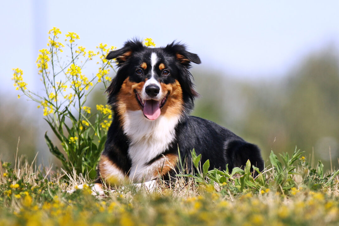 How Much Do Australian Shepherds Cost? (2024 Guide)