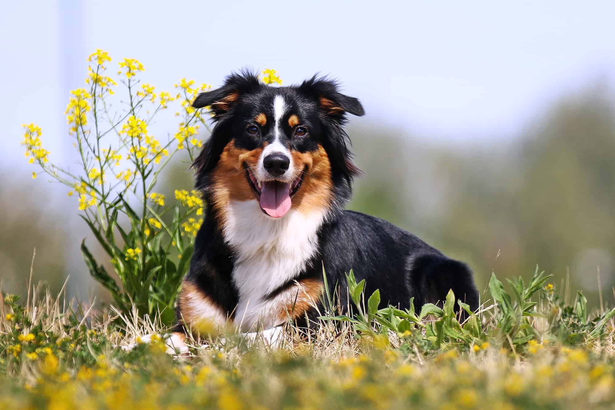 How Much Do Australian Shepherds Cost? (2024 Guide)
