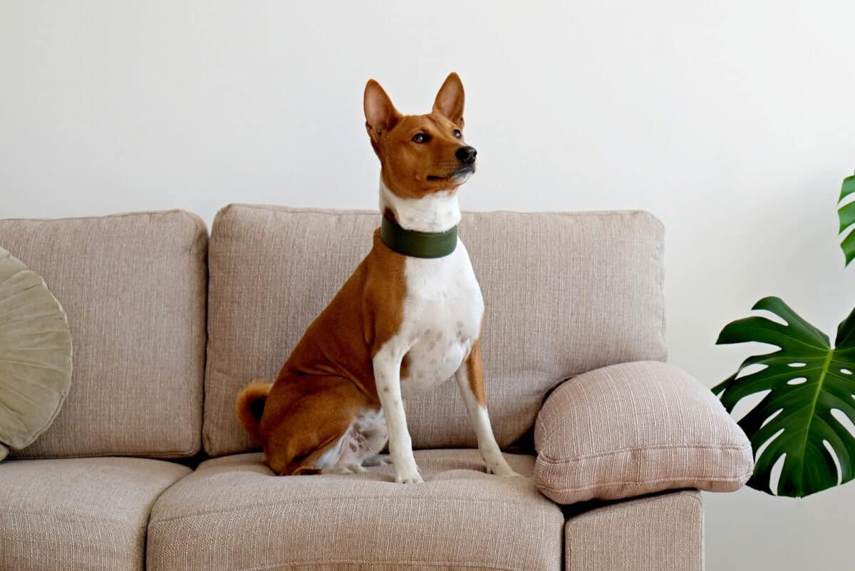 Adult Basenji sitting on couch indoors