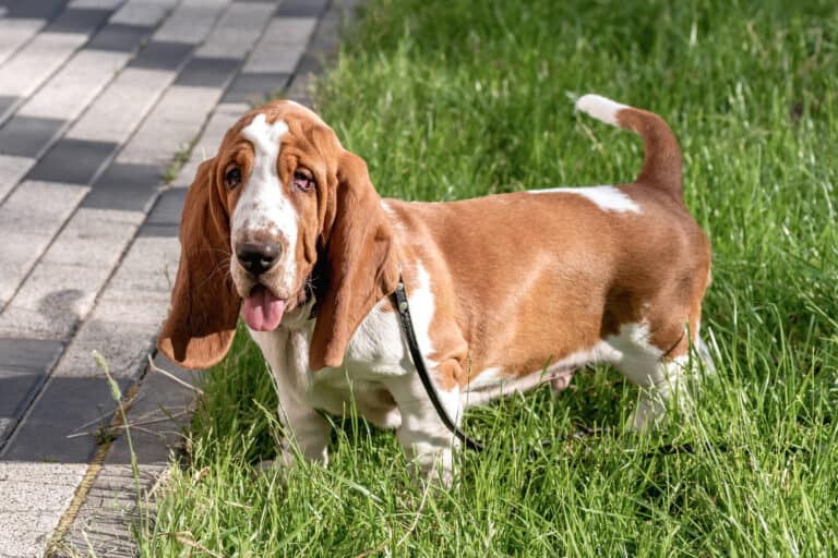 How Much Does a Basset Hound Cost? (2024 Price Guide)