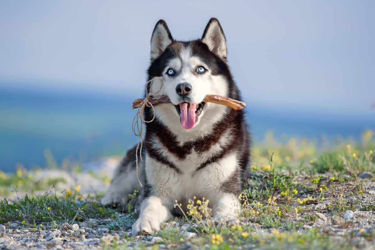 Adult Siberian Husky annual cost