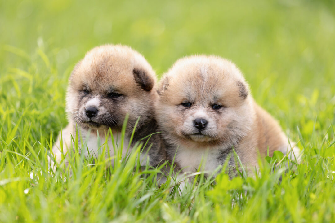 How Much Does an Akita Cost? (2024 Price Guide) Bubbly Pet