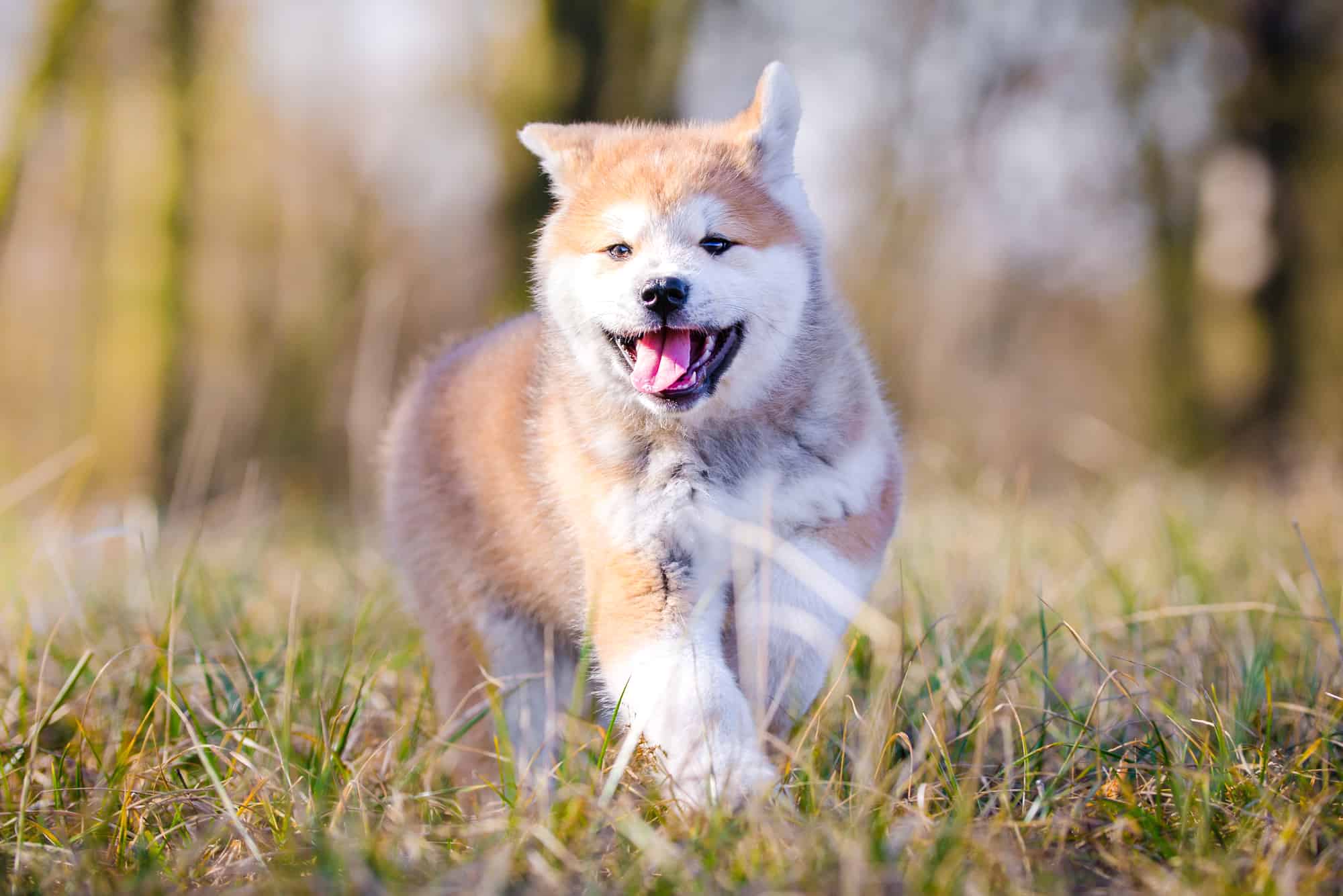 How Much Does an Akita Cost? (2024 Price Guide) Bubbly Pet
