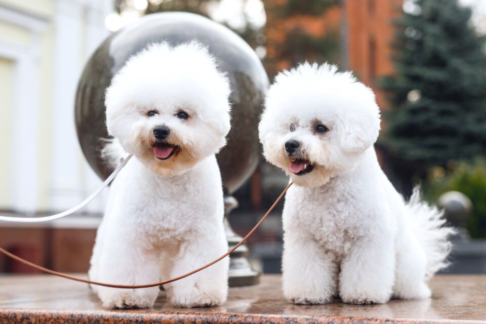 How Much Does a Bichon Frise Cost? (2024 Price Guide)