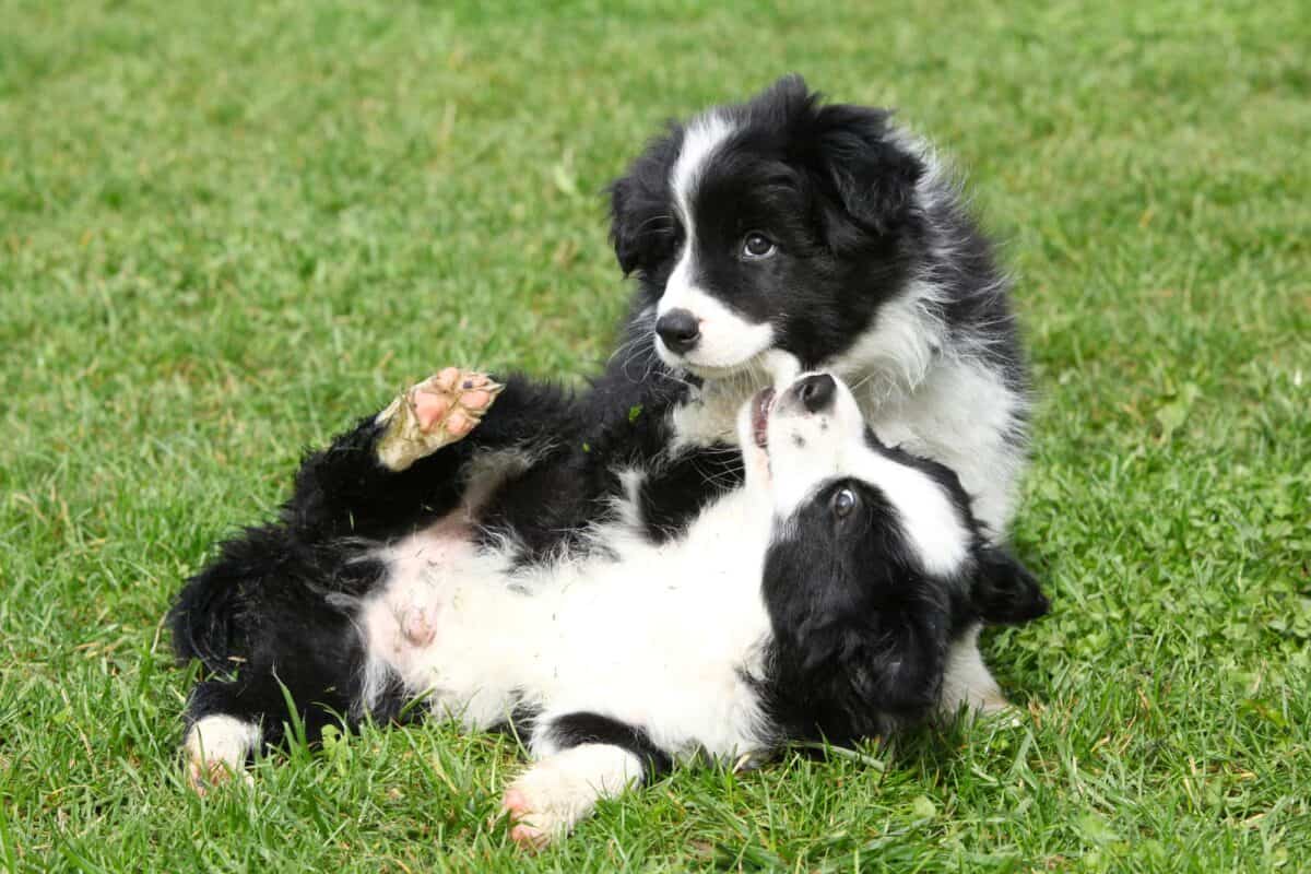 Average cost of Border Collie puppy