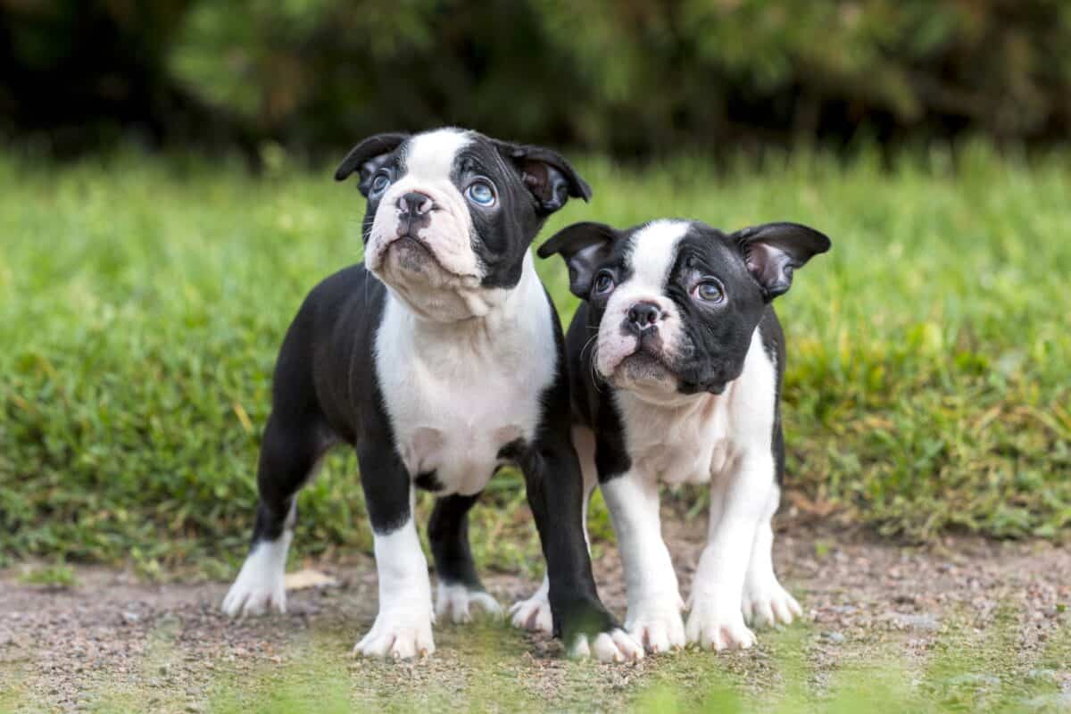 Average cost of Boston Terrier puppy