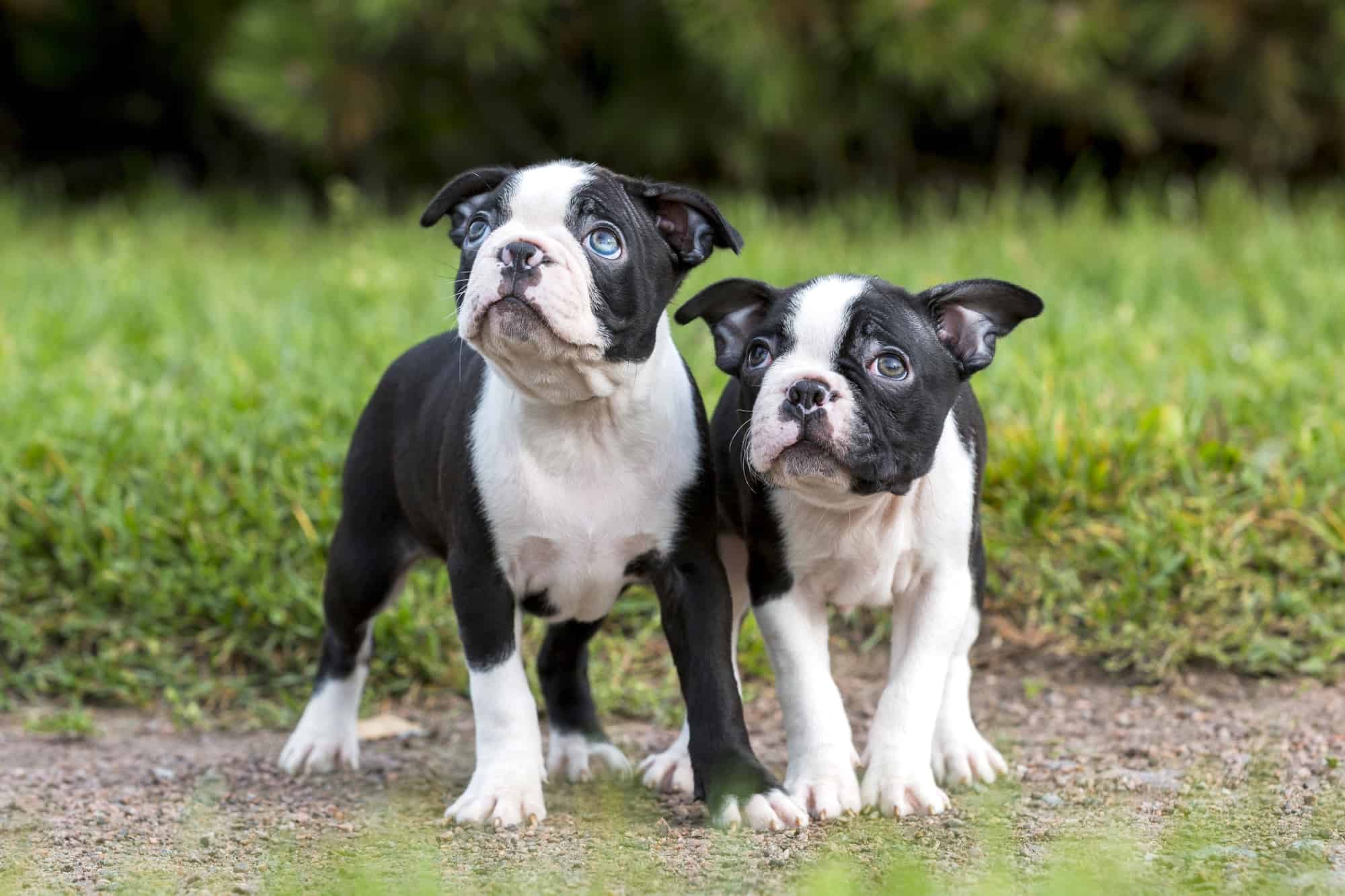 How Much Does a Boston Terrier Cost? (2024 Price Guide)