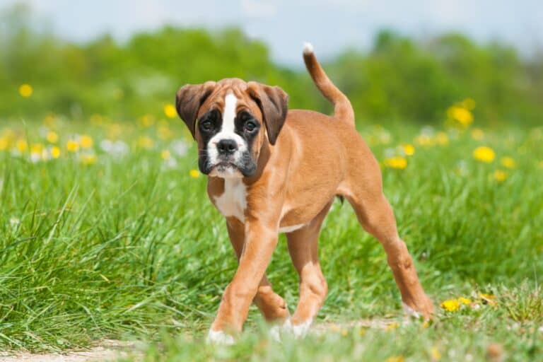 How Much Does a Boxer Dog Cost? (2024 Price Guide)