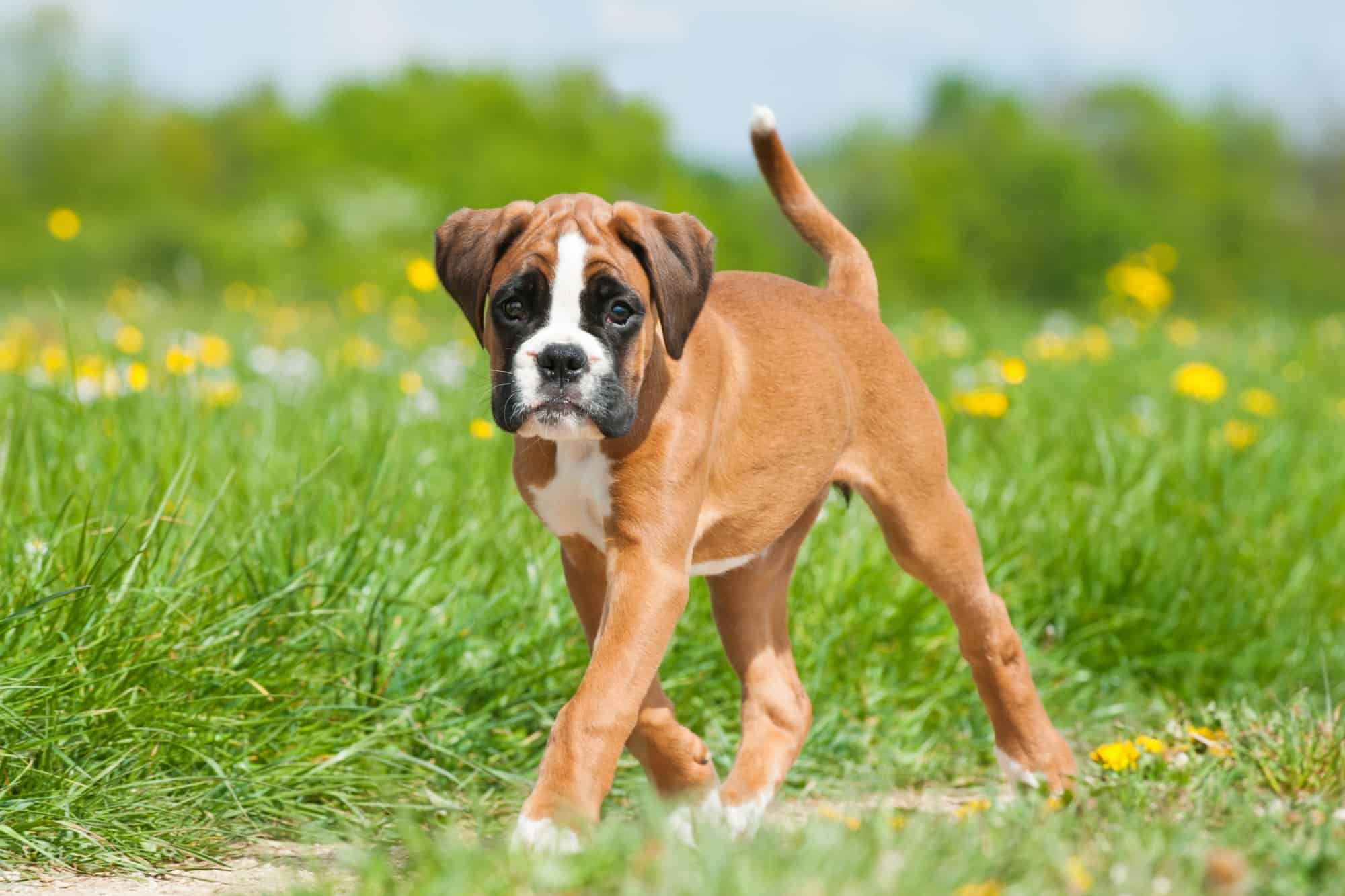 How Much Does a Boxer Dog Cost? (2024 Price Guide)
