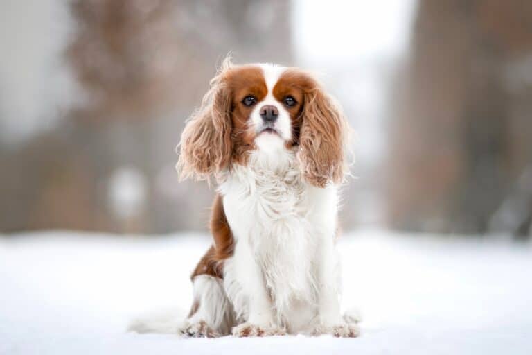 How Much Does A Cavalier King Charles Spaniel Cost 2023 how-much-does-a-cavalier-king-charles-spaniel-cost-2023