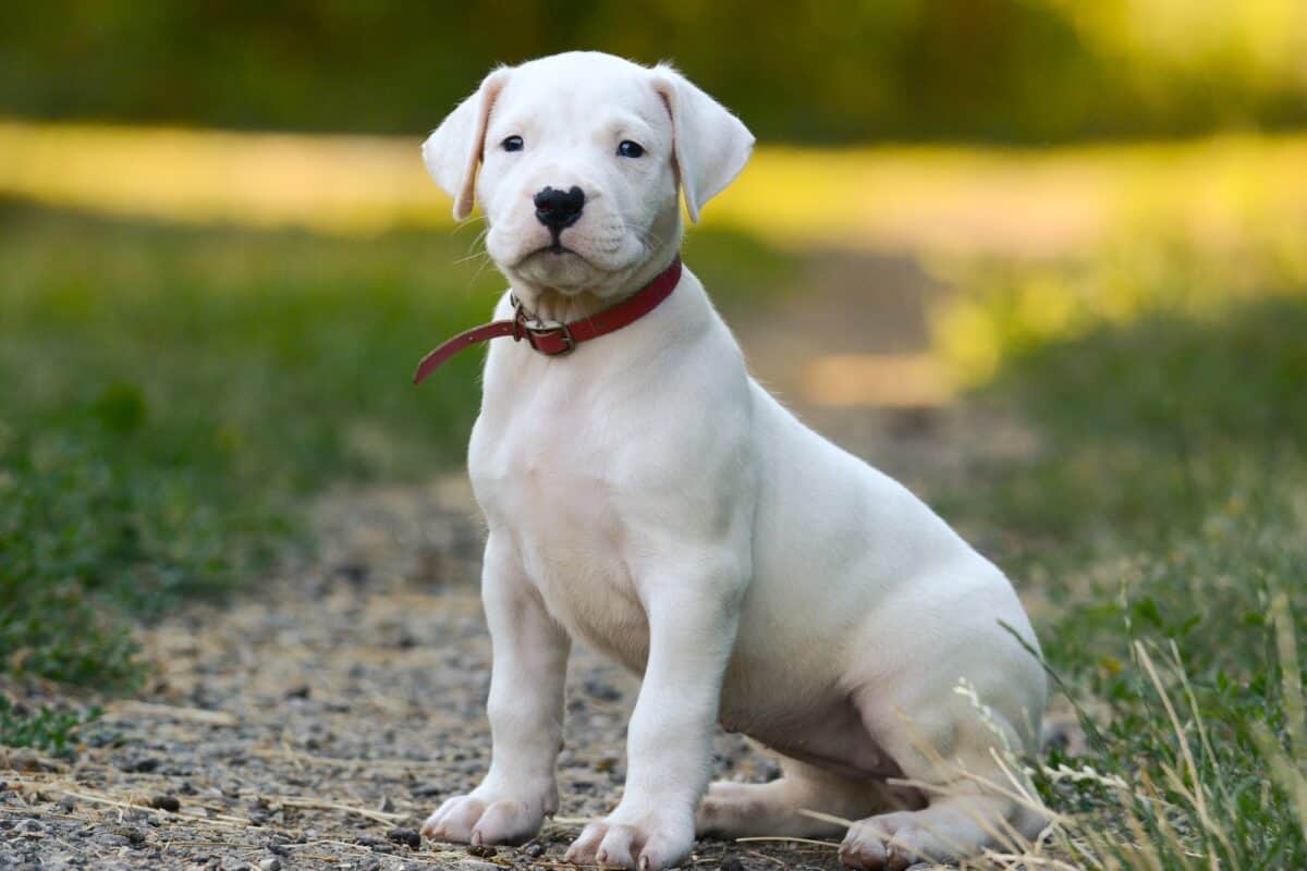 Average cost of Dogo Argentino puppy