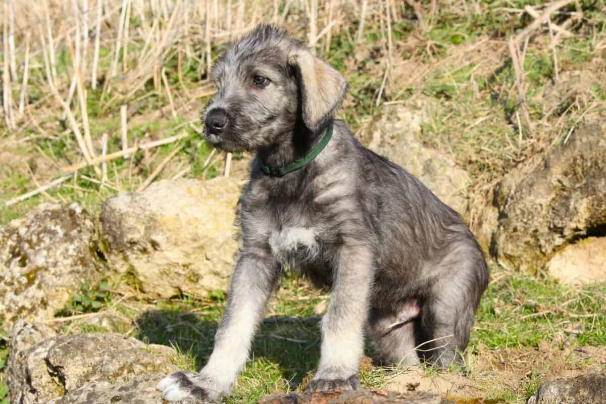 Average cost of Irish Wolfhound puppy