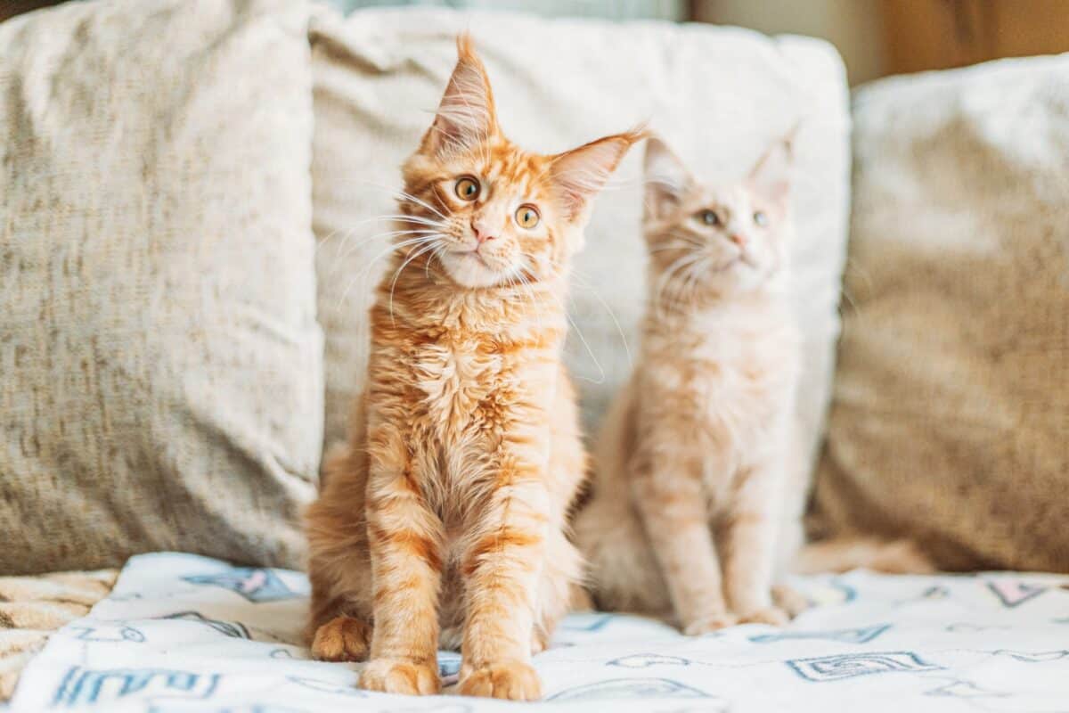 Average cost of Maine Coon kitten