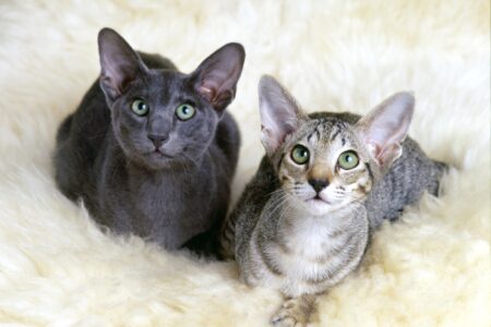 How Much Does an Oriental Shorthair Cost? (2026 Price Guide)