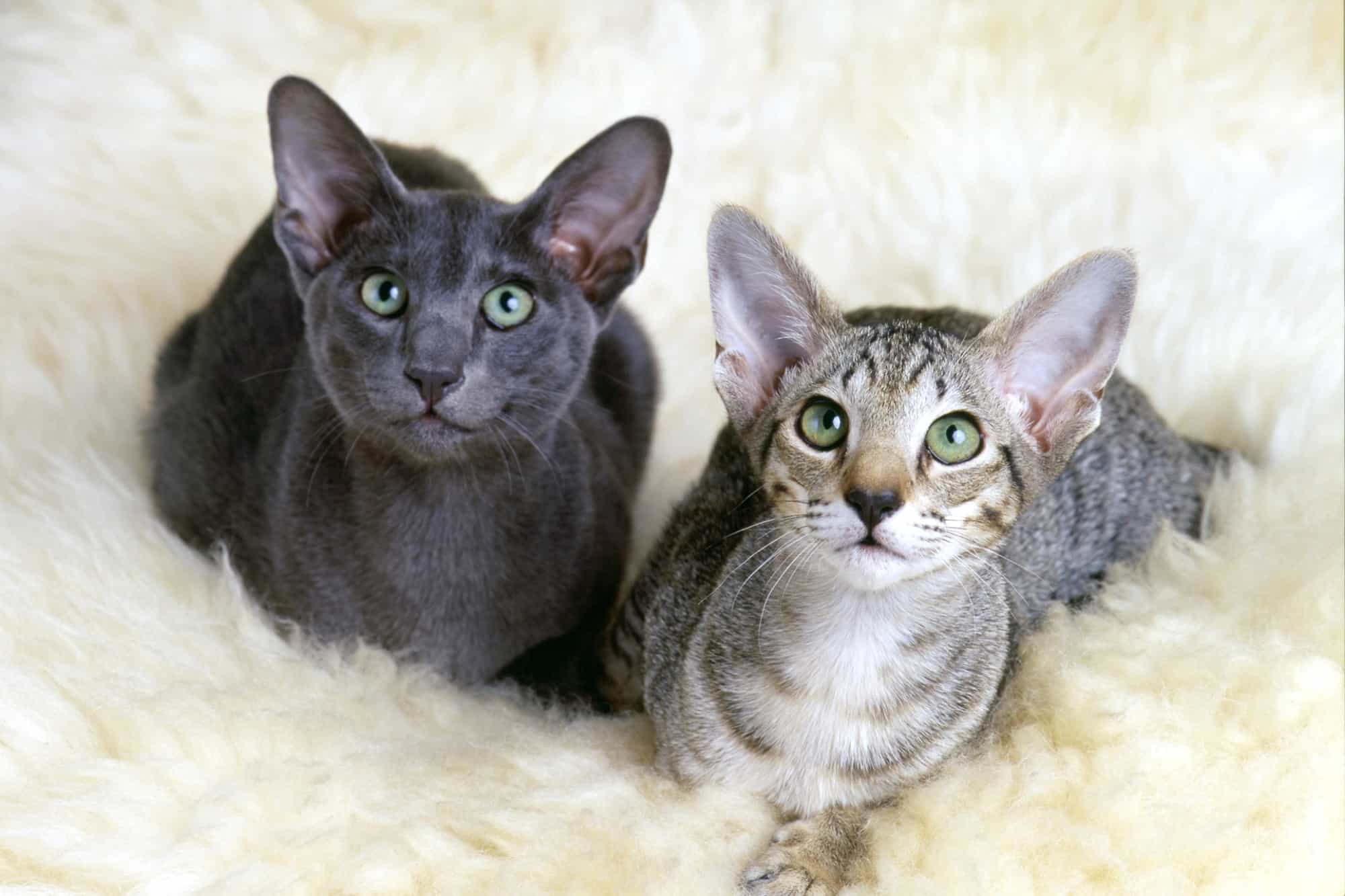 How Much Does an Oriental Shorthair Cost? (2024 Price Guide)