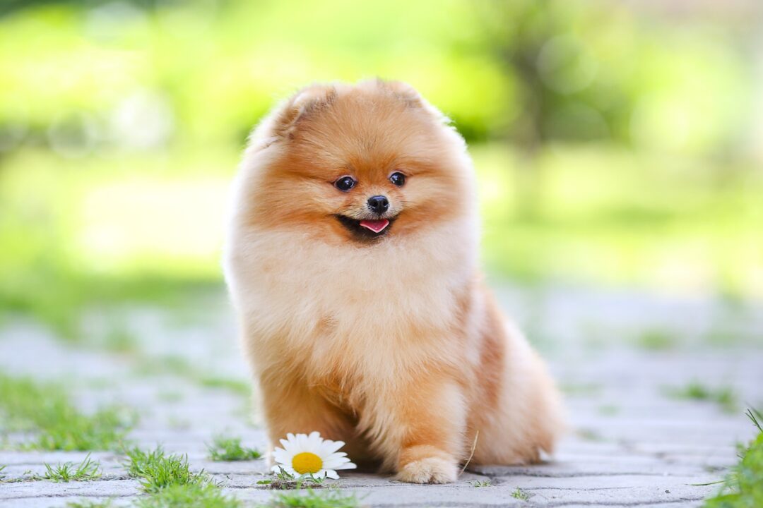 How Much Does a Pomeranian Cost? (2024 Price Guide)