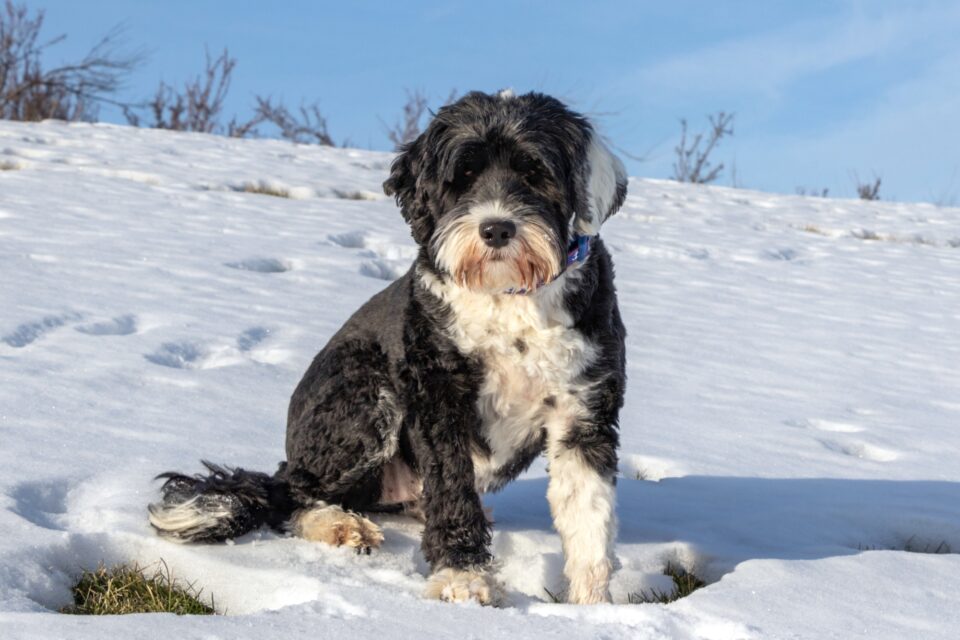 How Much Do Portuguese Water Dogs Cost?