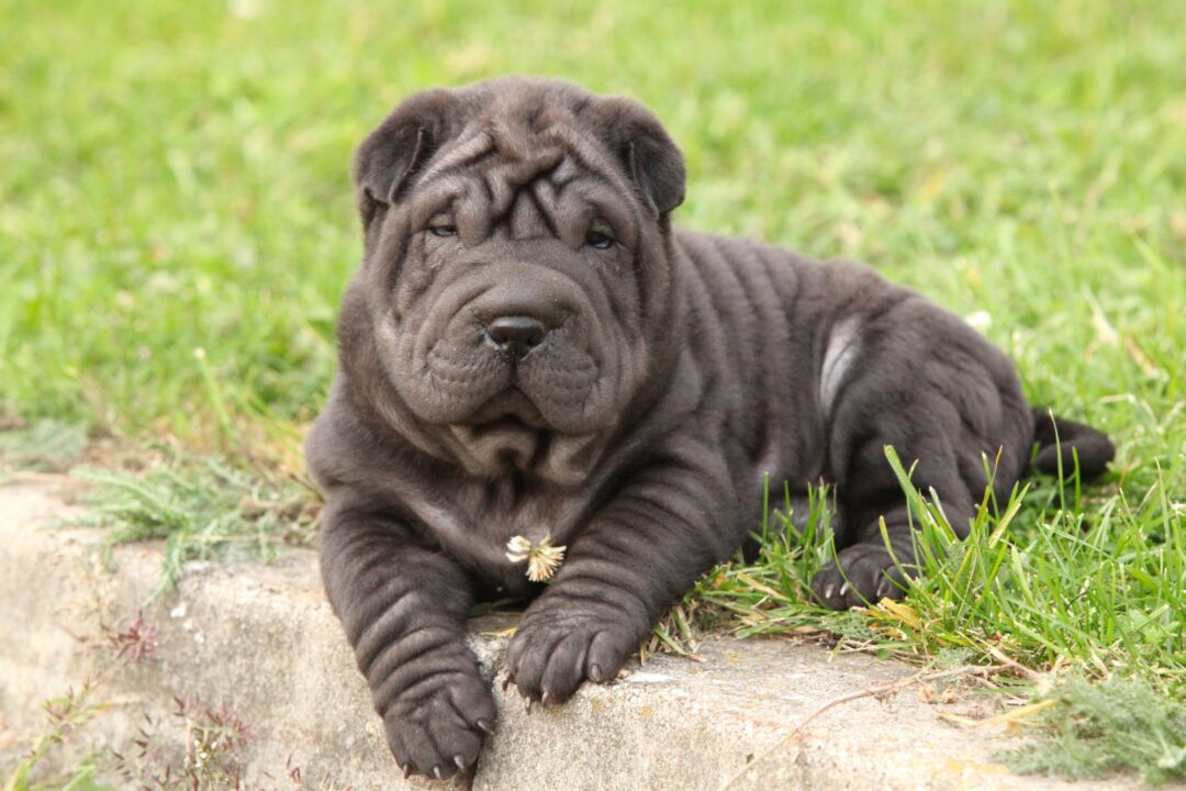 How Much Does a SharPei Cost? (2024 Price Guide)