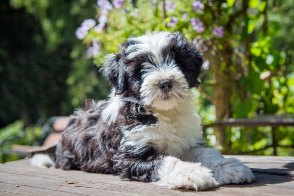 How Much Does a Tibetan Terrier Cost? (2024 Price Guide)