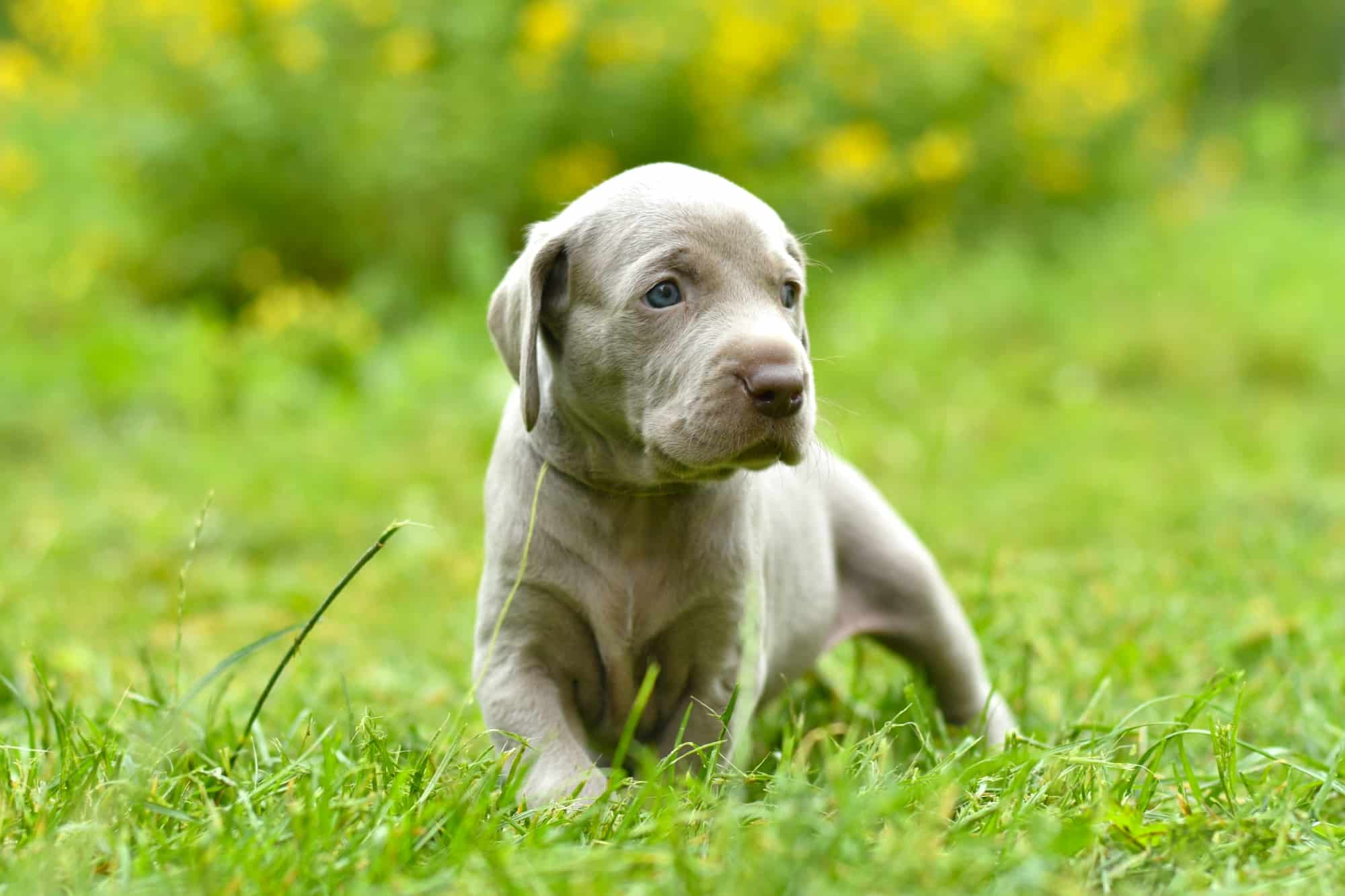 How Much Does a Weimaraner Cost? (2024 Price Guide)