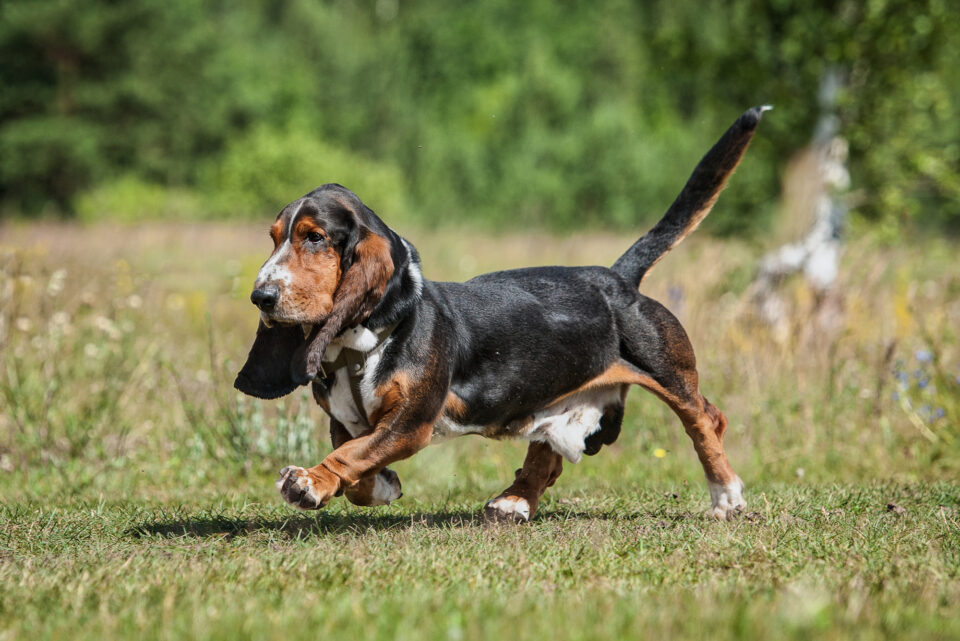 How Much Does a Basset Hound Cost? (2024 Price Guide)