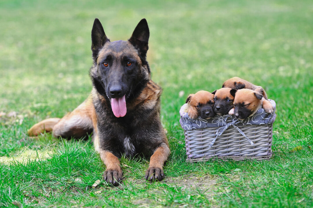 How Much Does a Belgian Malinois Cost? (2024 Price Guide)