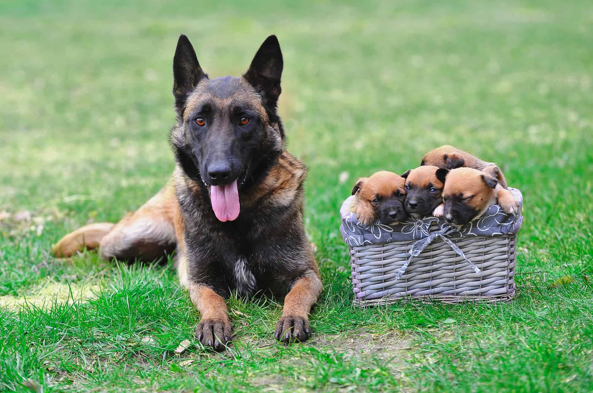 How Much Does a Belgian Malinois Cost? (2024 Price Guide)