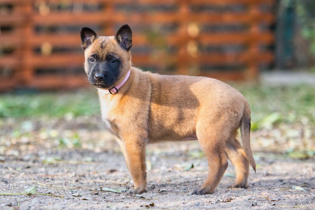 How Much Does a Belgian Malinois Cost? (2024 Price Guide)