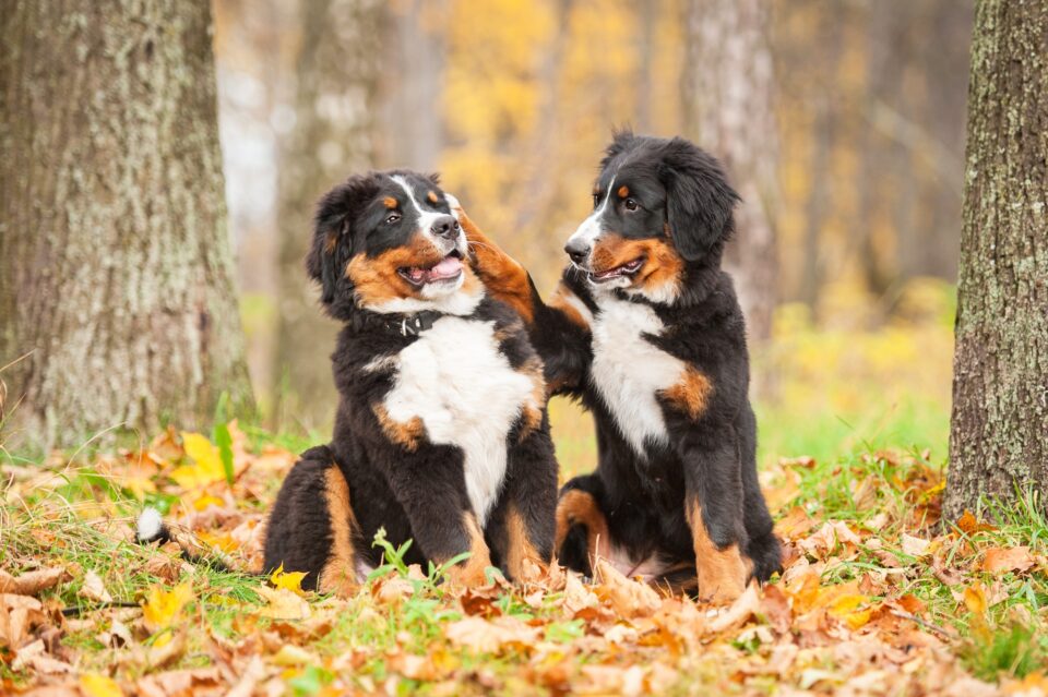 How Much Do Bernese Mountain Dogs Cost? (2024 Guide)