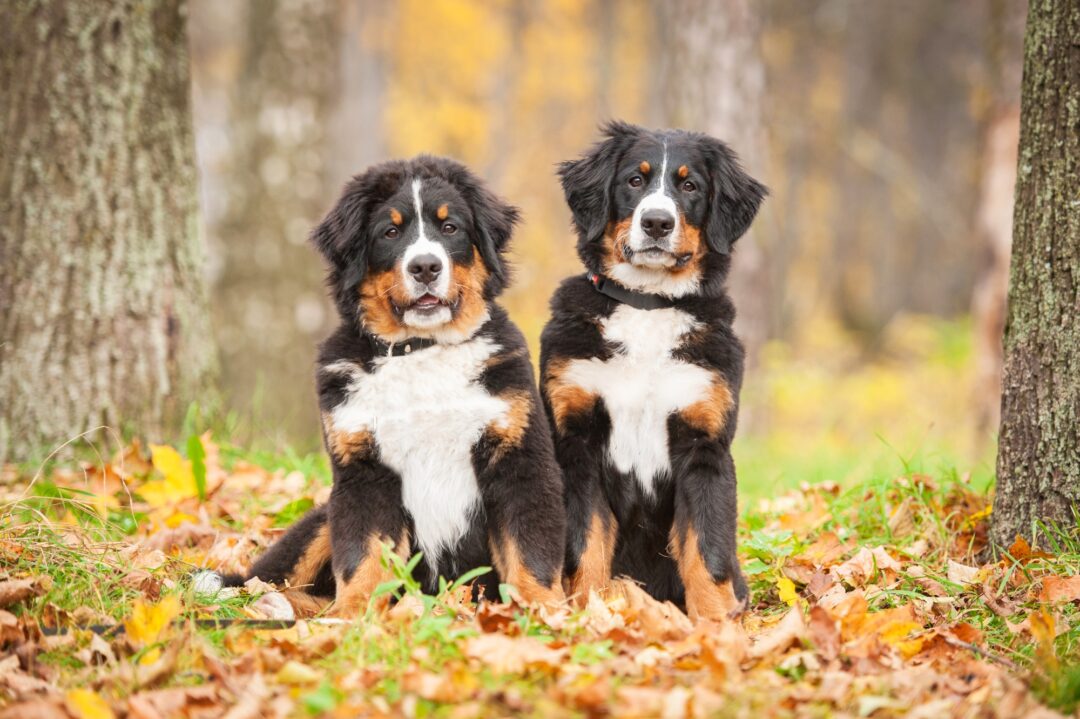 How Much Do Bernese Mountain Dogs Cost? (2024 Guide)