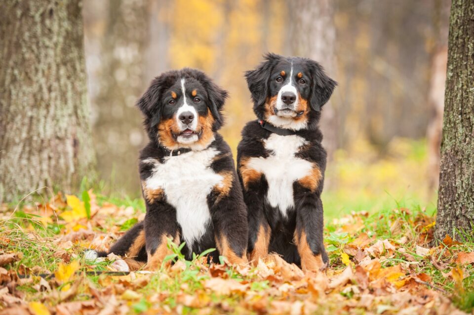 How Much Do Bernese Mountain Dogs Cost? (2024 Guide)