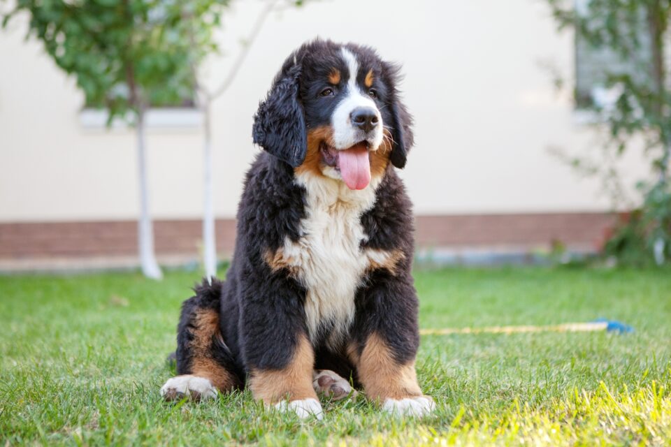 How Much Do Bernese Mountain Dogs Cost? (2024 Guide)