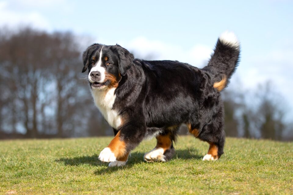 How Much Do Bernese Mountain Dogs Cost? (2024 Guide)