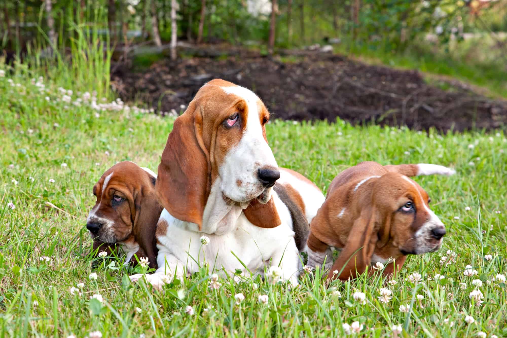 10 Best Basset Hound Breeders (2024) Our Top 10 Picks!