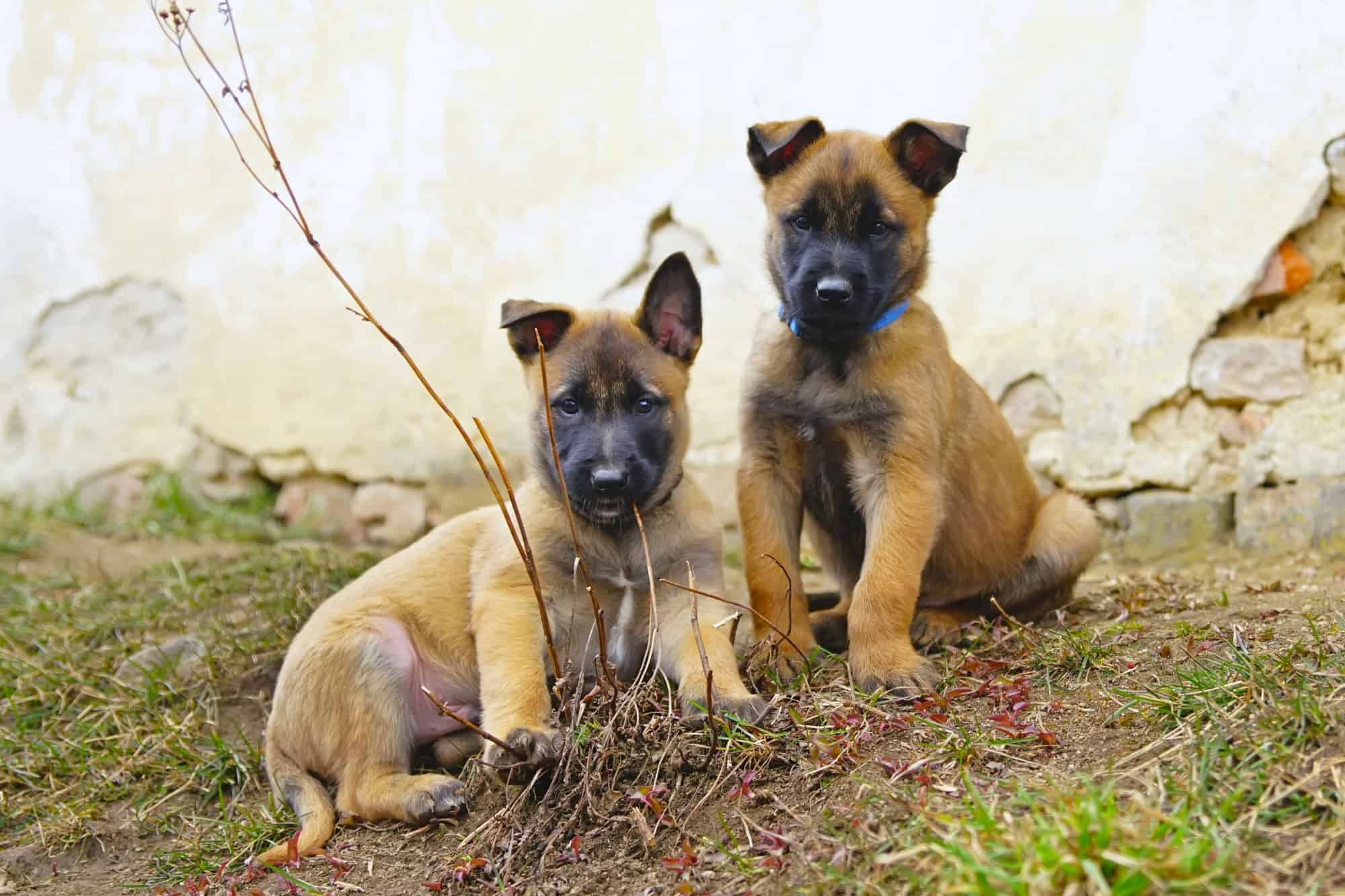 10 Best Belgian Malinois Breeders (2024) Our Top 10 Picks!