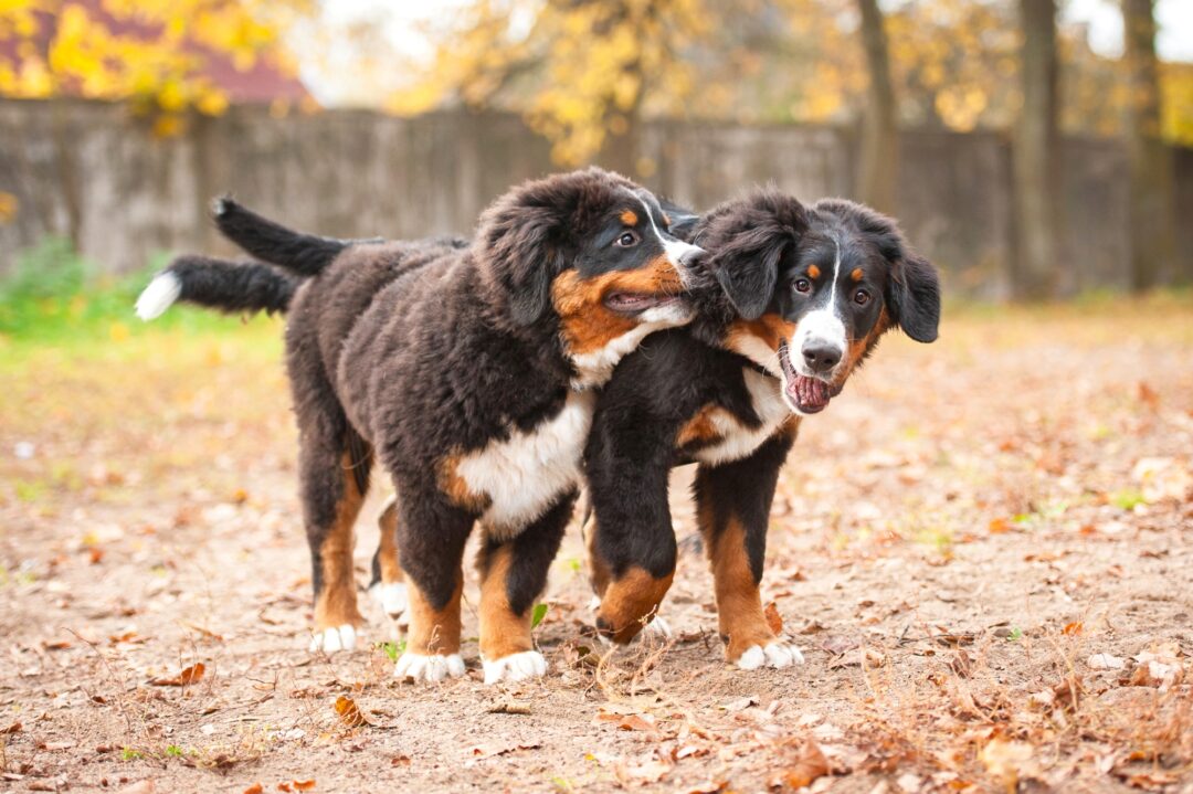 10 Best Bernese Mountain Dog Breeders (2024) Our Top 10 Picks!