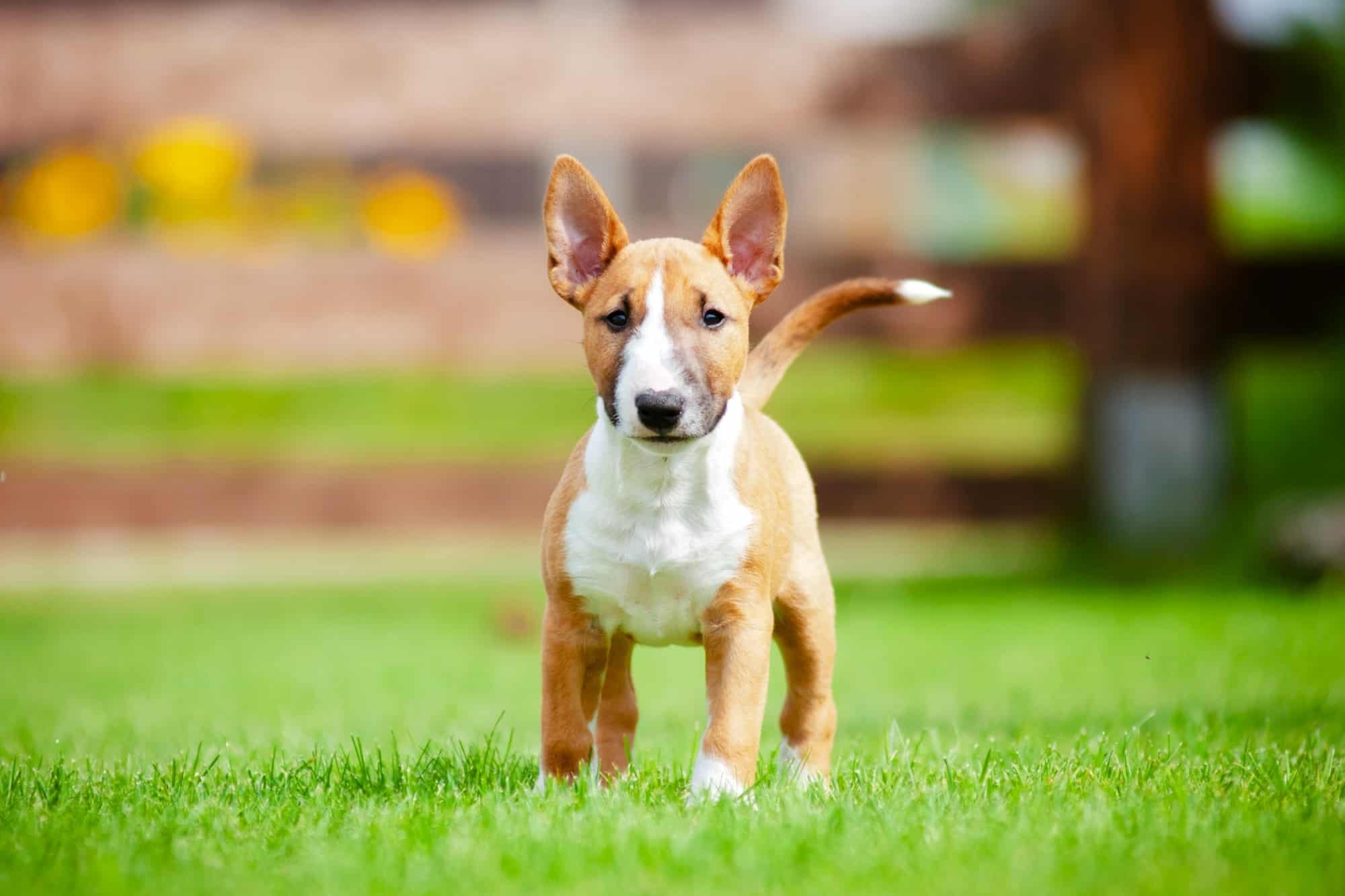 10 Best Bull Terrier Breeders (2025) Our Top 10 Picks!