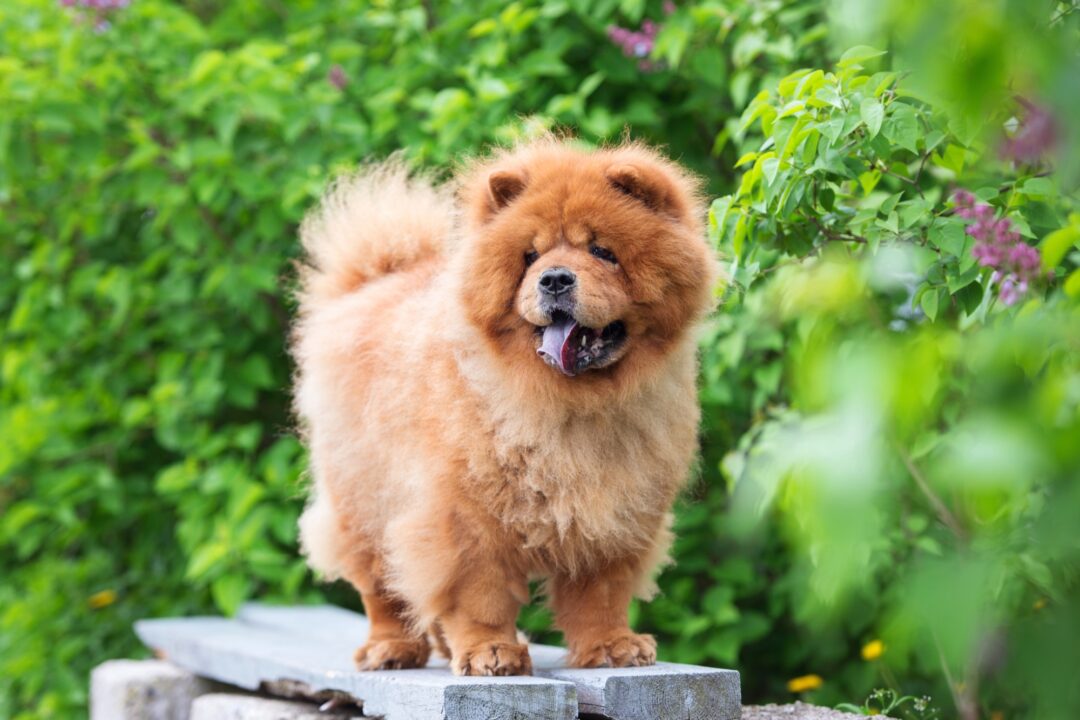 10 Best Chow Chow Breeders (2024) Our Top 10 Picks!