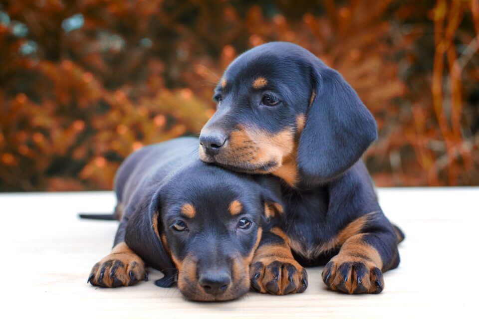 10 Best Dachshund Breeders (2024) Our Top 10 Picks!