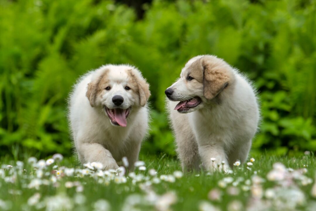 10 Best Great Pyrenees Breeders (2024) Our Top 10 Picks!