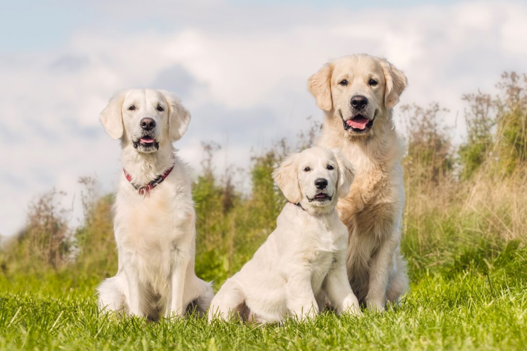 10 Best Labrador Breeders (2024) Our Top 10 Picks!