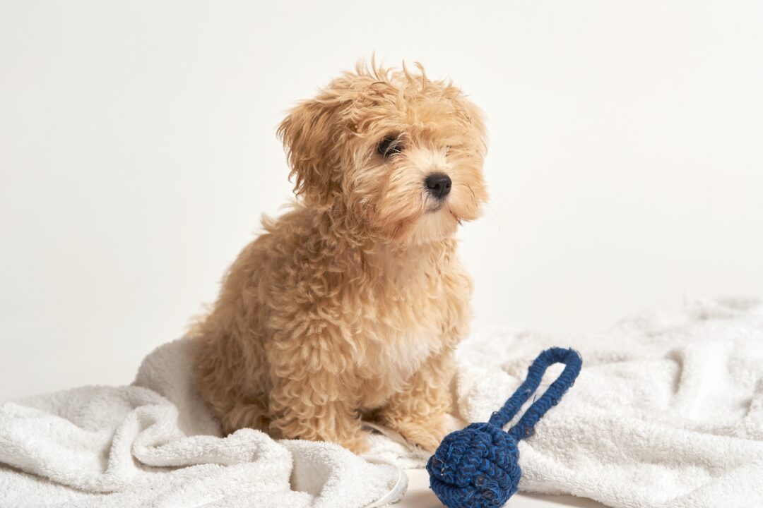 10 Best Maltipoo Breeders (2024) Our Top 10 Picks!