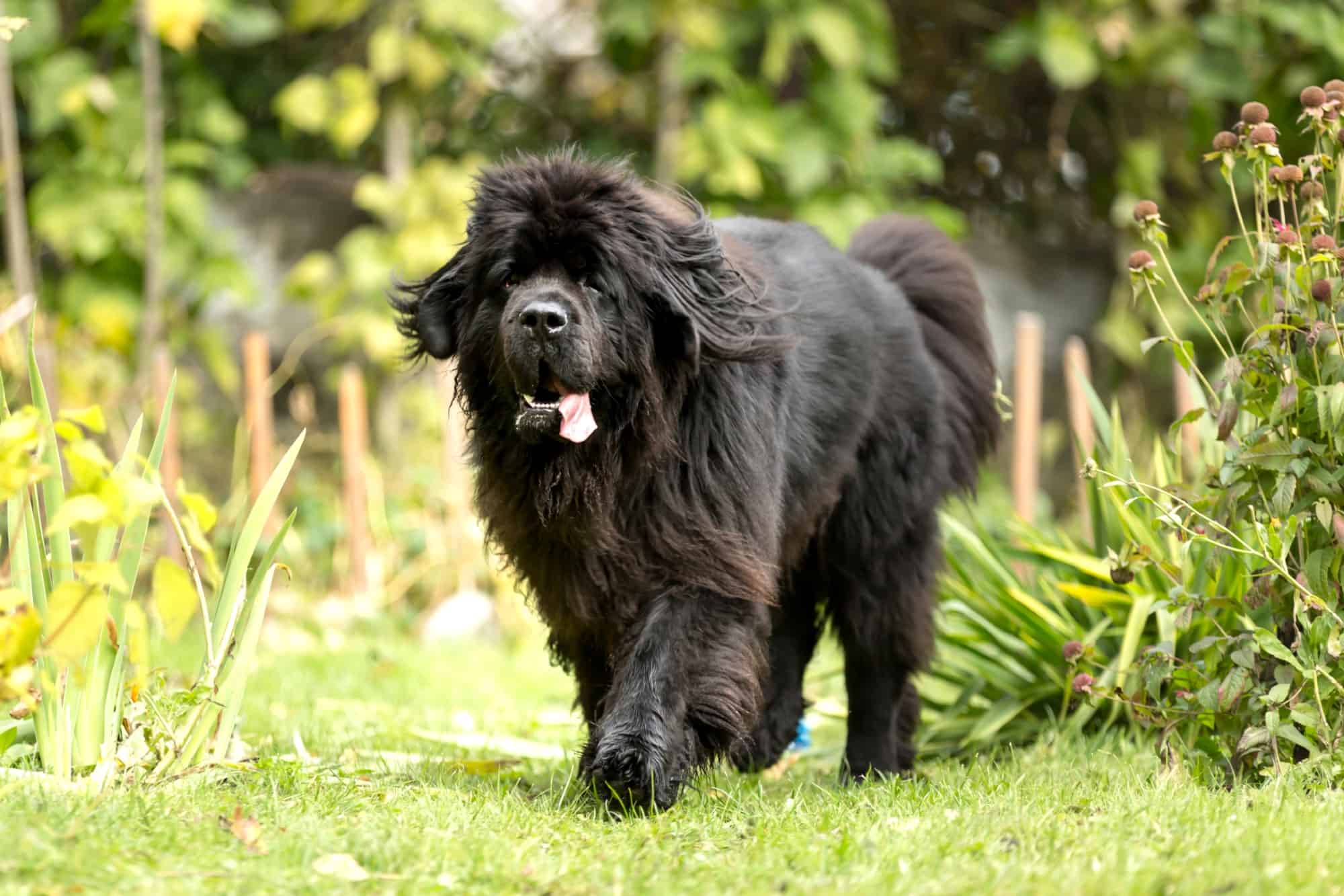 10 Best Newfoundland Breeders (2024) Our Top 10 Picks!