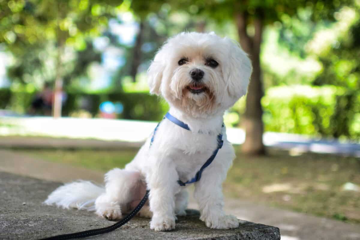 Bichon Frise yearly and monthly costs