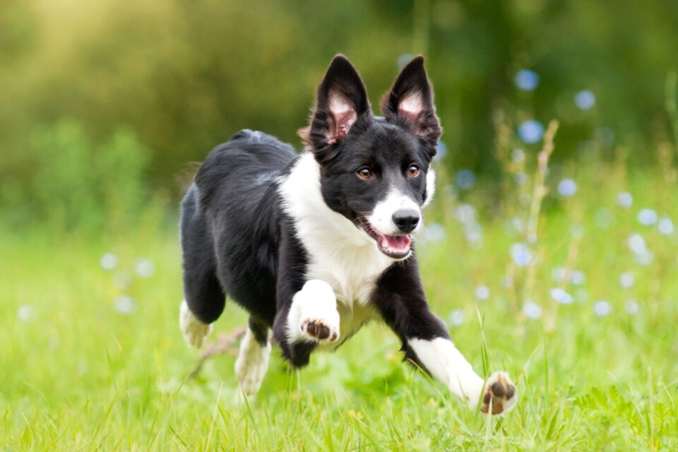 How Much Does a Border Collie Cost? (2024 Price Guide)